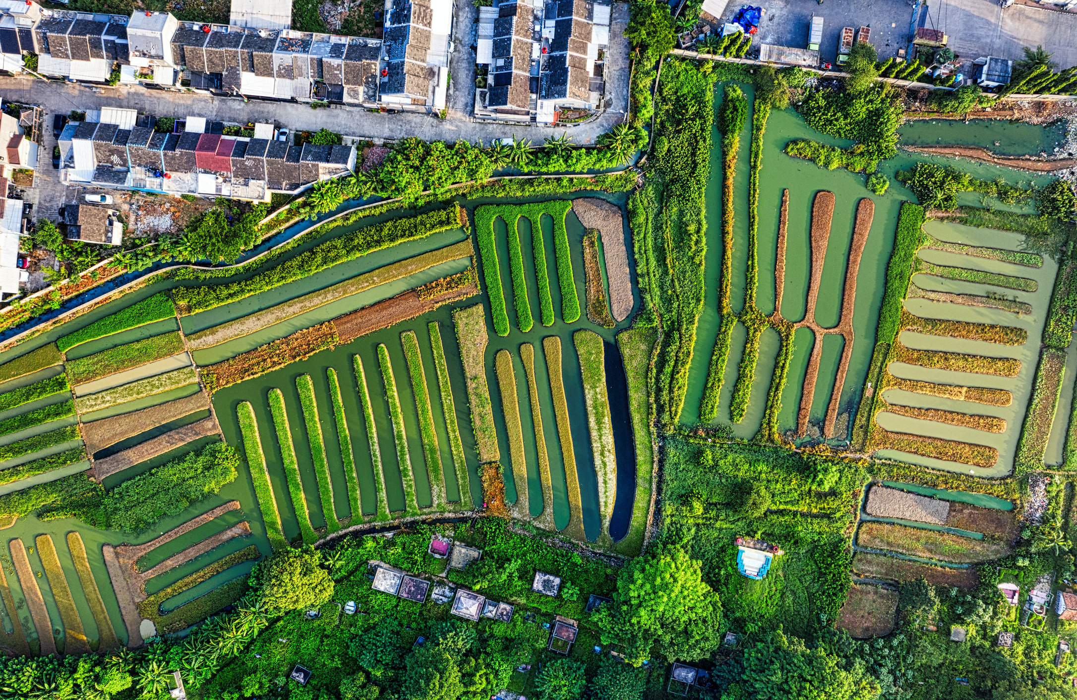 Crops in the city